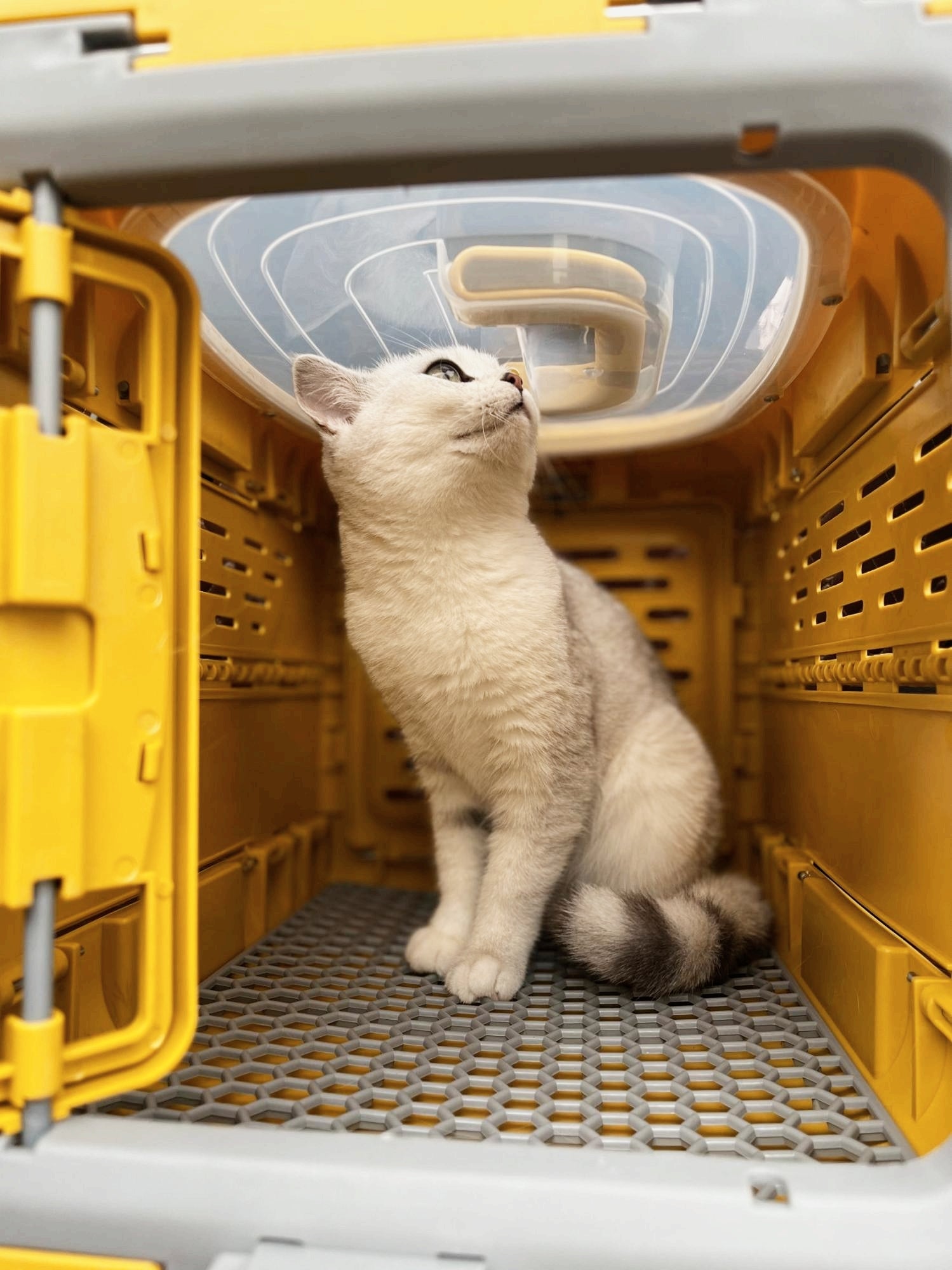 Trasportino Pieghevole per Animali Domestici